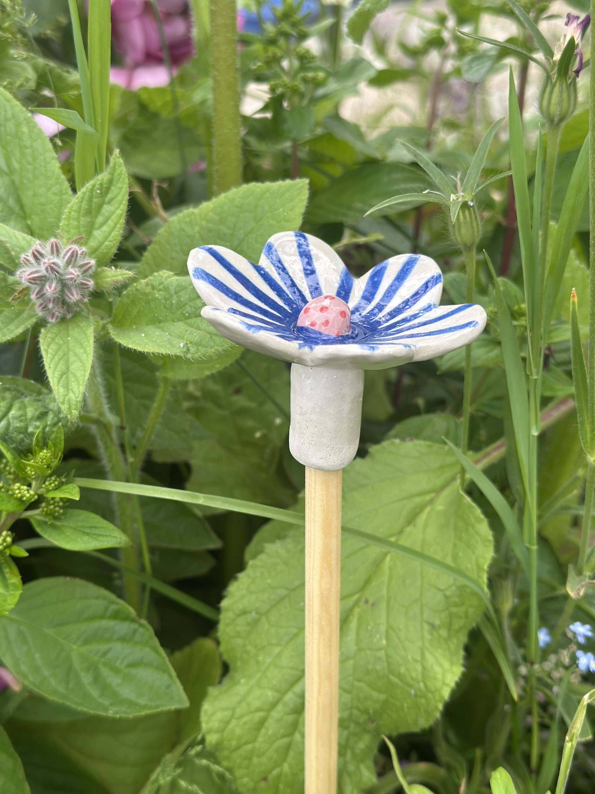 blaue Streifen, rosa Mitte mit roten Punkten